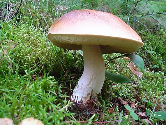 hríb smrekový Boletus edulis Bull.