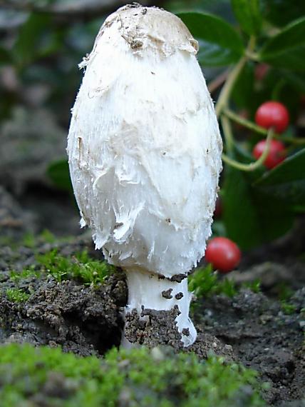 hnojník obyčajný Coprinus comatus (O.F. Müll.) Pers.