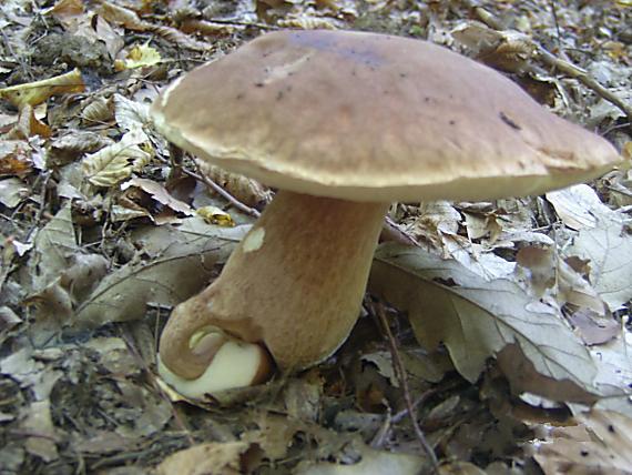 hríb dubový Boletus reticulatus Schaeff.