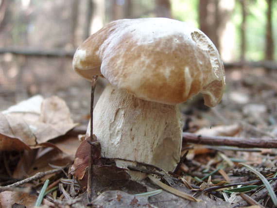 dubáčik Boletus edulis Bull.