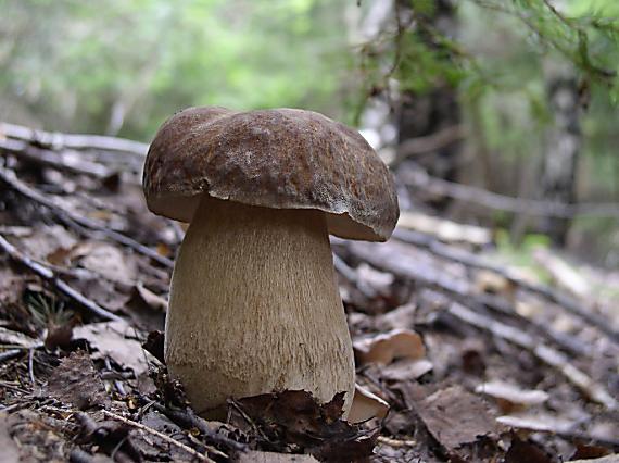 hríb Boletus sp.