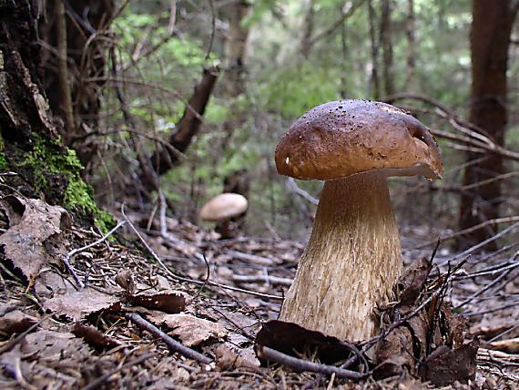 hríb smrekový Boletus edulis Bull.