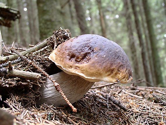 hríb smrekový Boletus edulis Bull.