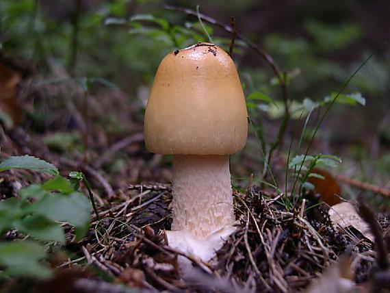 muchotravka Amanita sp.