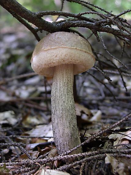 kozák brezový Leccinum scabrum (Bull.) Gray