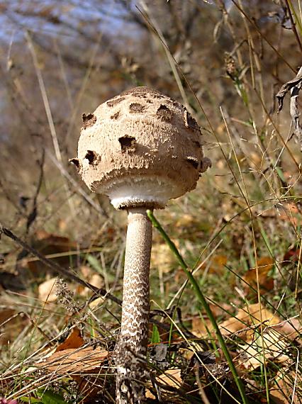 bedľa vysoká Macrolepiota procera (Scop.) Singer