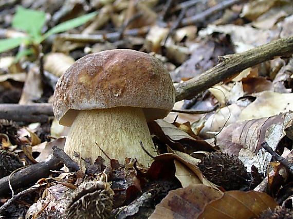 hríb Boletus sp.