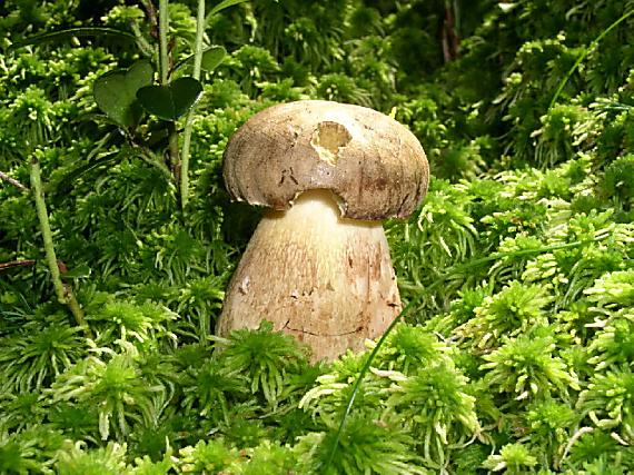 hríb smrekový Boletus edulis Bull.