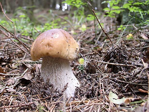 hríb smrekový Boletus edulis Bull.