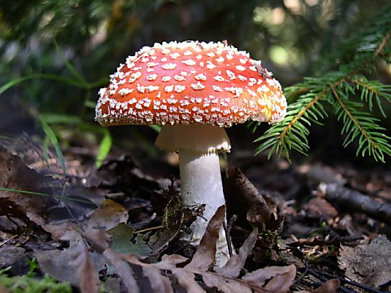 muchotrávka červená Amanita muscaria (L.) Lam.