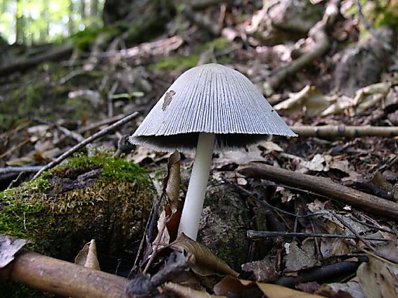 hnojnik Coprinus sp.