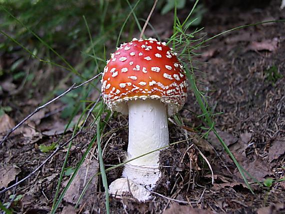 muchotrávka červená Amanita muscaria (L.) Lam.