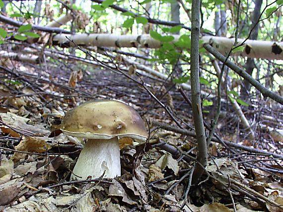 hríb smrekový Boletus edulis Bull.