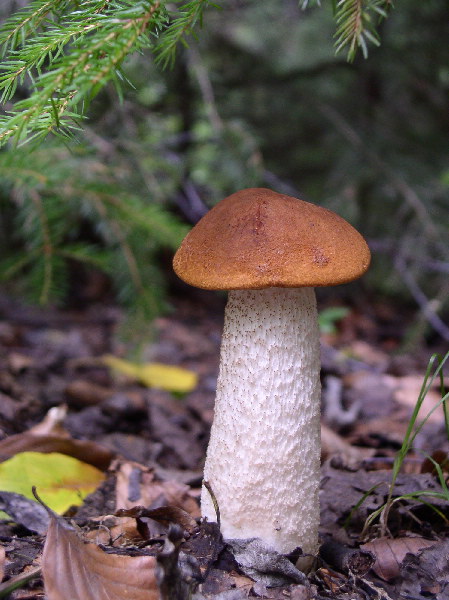 kozák osikový Leccinum albostipitatum den Bakker & Noordel.