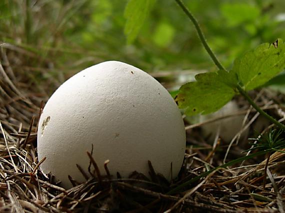 vatovec obrovský Calvatia gigantea (Batsch) Lloyd