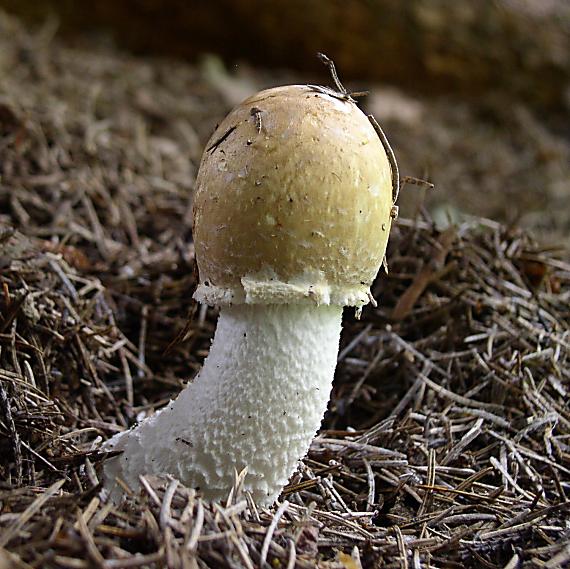 pečiarka obrovská Agaricus augustus Fr.