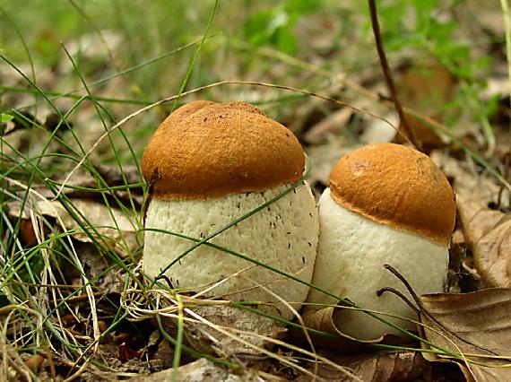 osičniaky Leccinum albostipitatum den Bakker & Noordel.