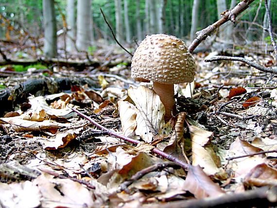 muchotrávka červenkastá Amanita rubescens Pers.