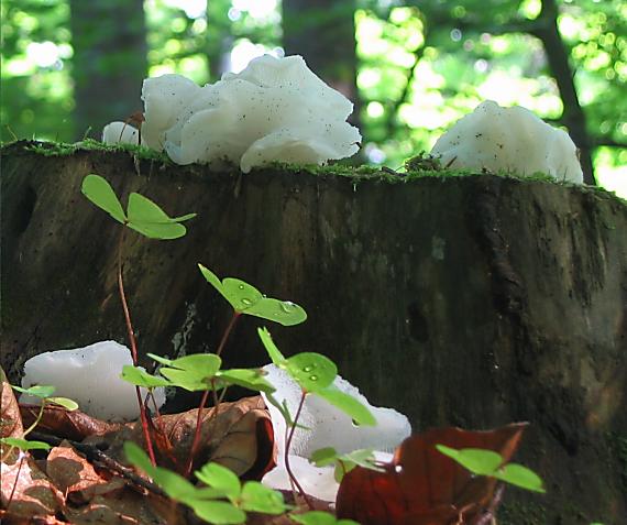 pajelenka želatínová Pseudohydnum gelatinosum (Scop.) P. Karst.