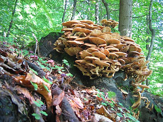 podpňovka obyčajná Armillaria mellea (Vahl) P. Kumm.