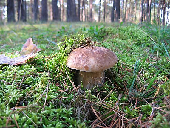 hríb smrekový Boletus edulis Bull.