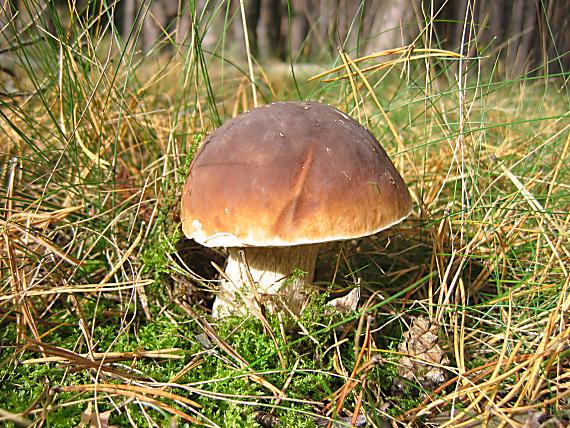 hríb smrekový Boletus edulis Bull.