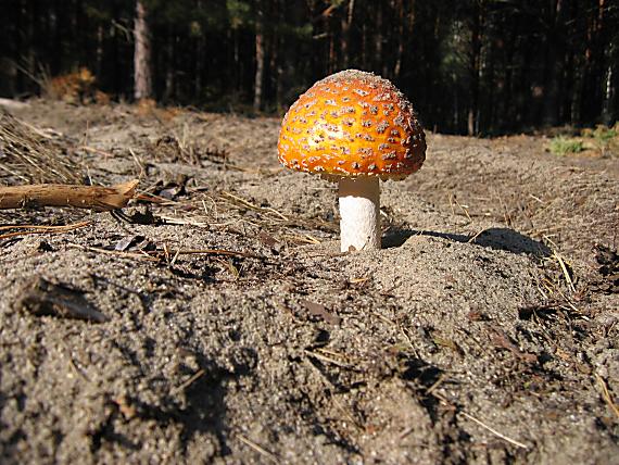 muchotrávka červená Amanita muscaria (L.) Lam.