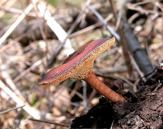 trúdnik zimný Lentinus brumalis (Pers.) Zmitr.