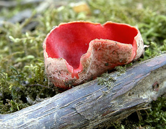 ohnivec šarlátový Sarcoscypha coccinea (Gray) Boud.