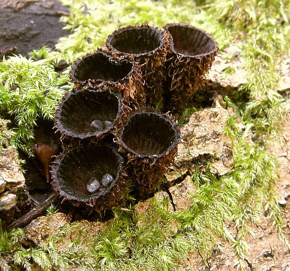 čiaškovec pásikavý Cyathus striatus (Huds.) Willd.