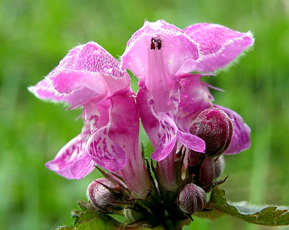 hluchavka škvrnitá Lamium maculatum L