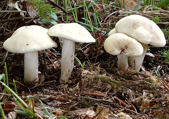 čírovnica májová Calocybe gambosa (Fr.) Donk