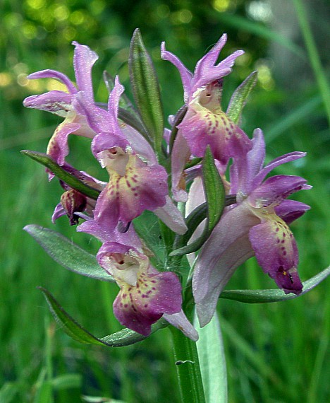 vstavačovec bazový Dactylorhiza sambucina (L.) Soó