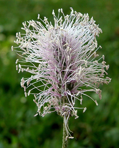 skorocel prostredný Plantago media L.