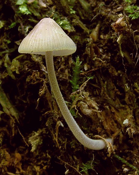 prilbička Mycena sp.