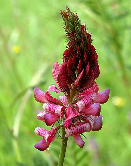 vičenec vikolistý Onobrychis viciifolia Scop.
