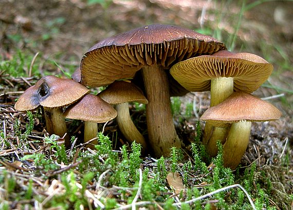 pavučinovec Cortinarius sp.