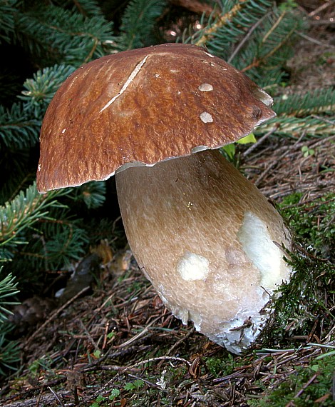 hríb smrekový Boletus edulis Bull.