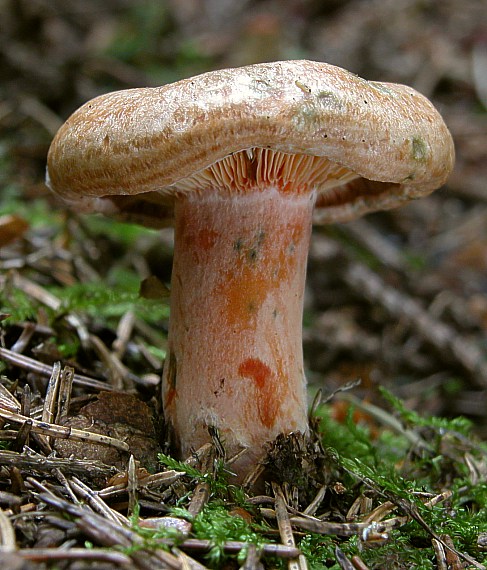 rýdzik smrekový Lactarius deterrimus Gröger