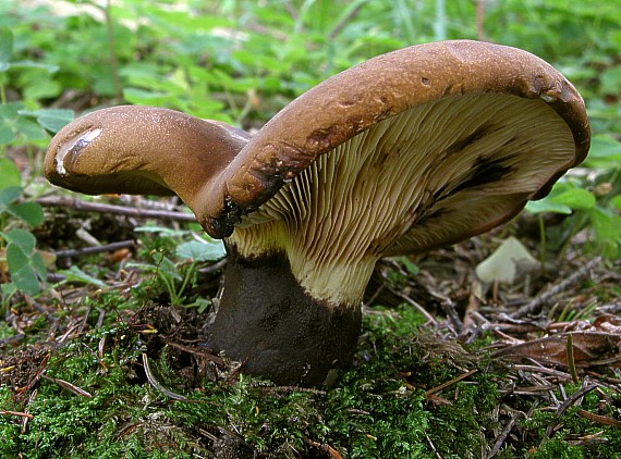 čechračka tmavohlúbiková Tapinella atrotomentosa (Batsch) Šutara