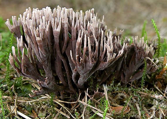 plesňovka smradľavá Thelephora palmata (Scop.) Fr.