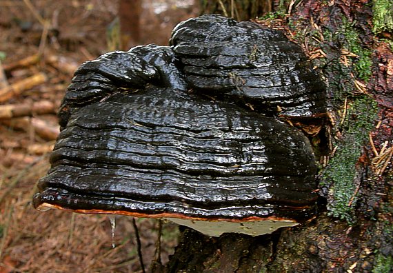 práchnovček pásikavý Fomitopsis pinicola (Sw.) P. Karst.