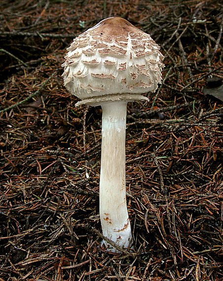 bedľa červenejúca Chlorophyllum rachodes (Vittad.) Vellinga