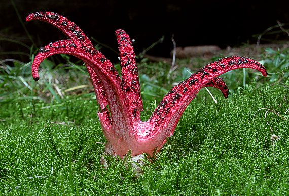 mrežovka kvetovitá Clathrus archeri (Berk.) Dring