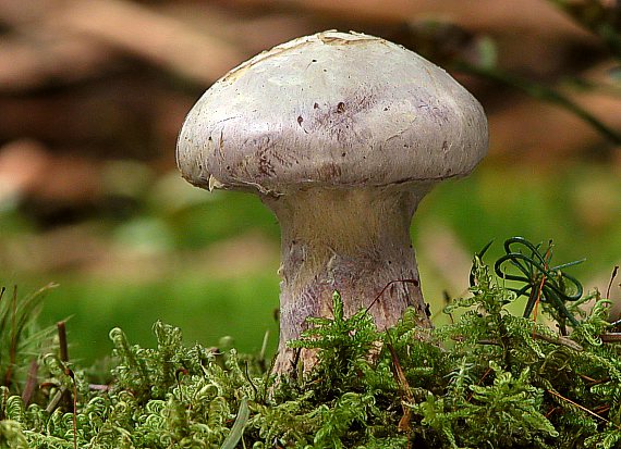 pavučinovec Cortinarius sp.