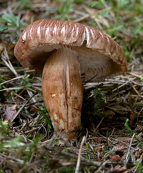 čírovka škridlicovitá Tricholoma vaccinum (Schaeff.) P. Kumm.