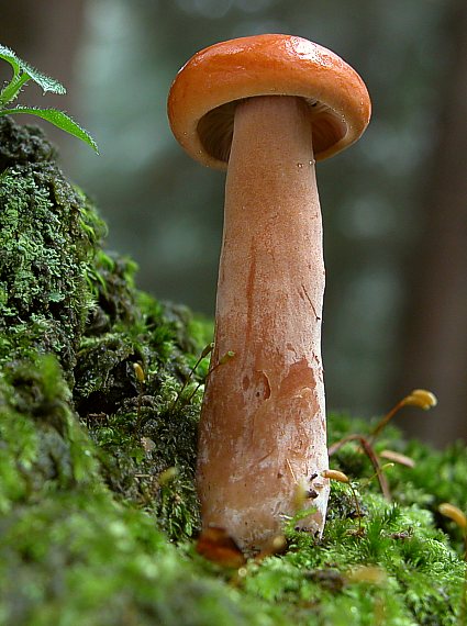 rýdzik Lactarius sp.