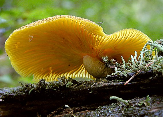 čírovec ozdobný Tricholomopsis decora (Fr.) Singer