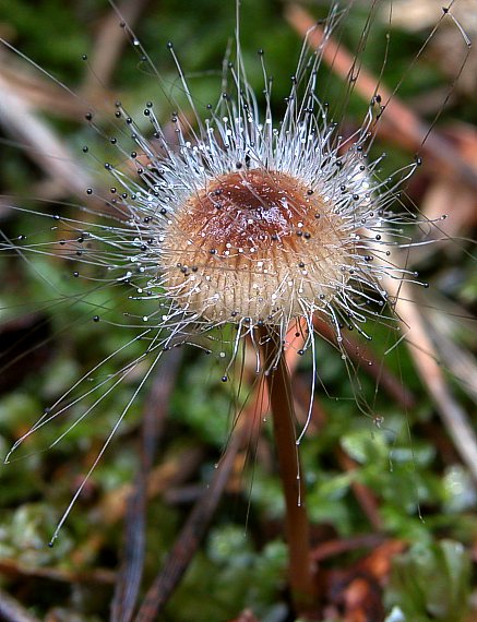 tŕnik veľkoplodý Spinellus fusiger (Link) Tiegh.