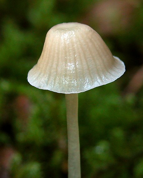 prilbička Mycena sp.